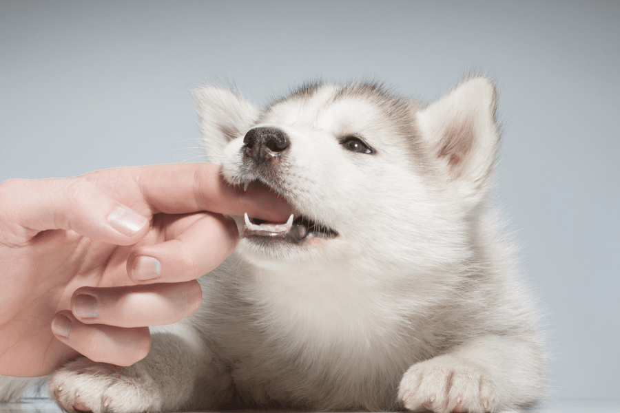 How Long Until Puppies Stop Biting
