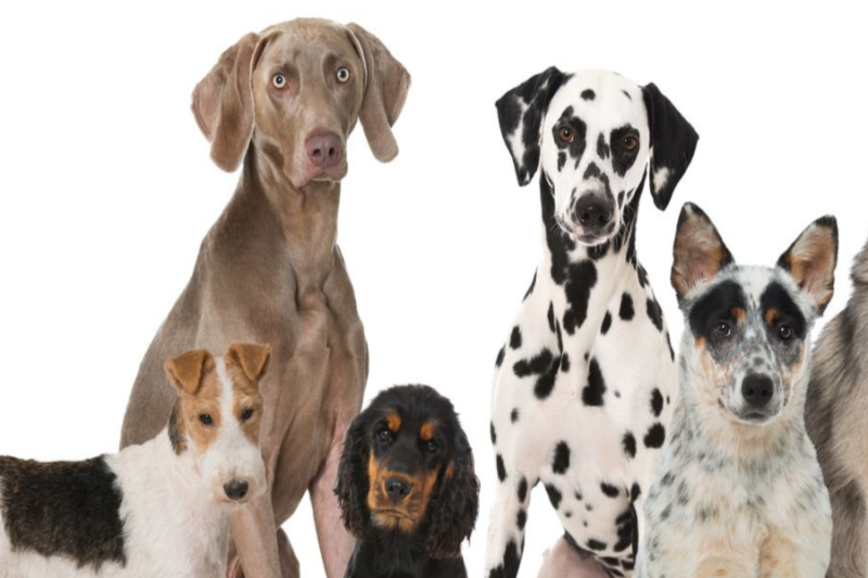 Do All Dogs Shed — What To Do If Your Dog Sheds Too Much