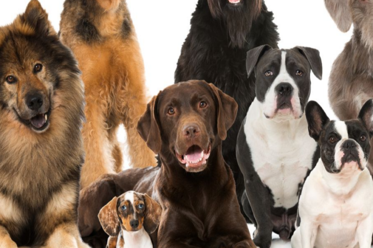 Do All Dogs Shed — What To Do If Your Dog Sheds Too Much