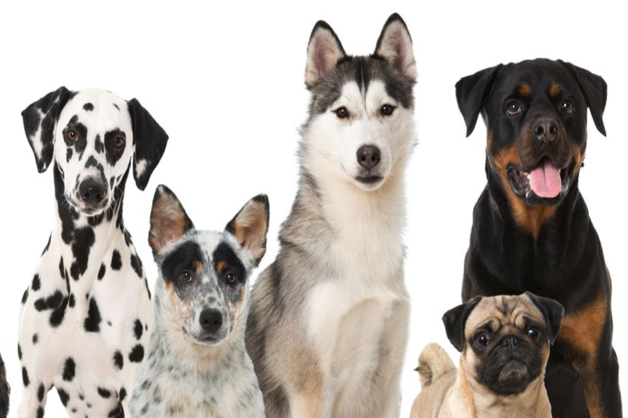 Do All Dogs Shed — What To Do If Your Dog Sheds Too Much