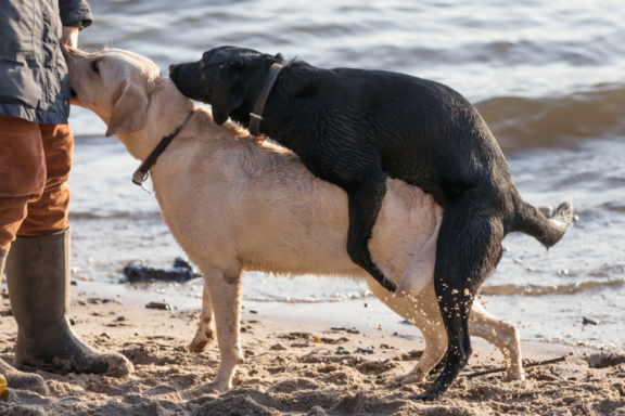 How To Stop A Dog From Humping 15 Ways To Stop Humping