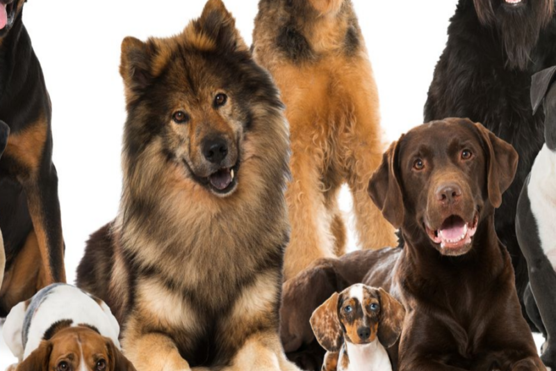 Do All Dogs Shed — What To Do If Your Dog Sheds Too Much