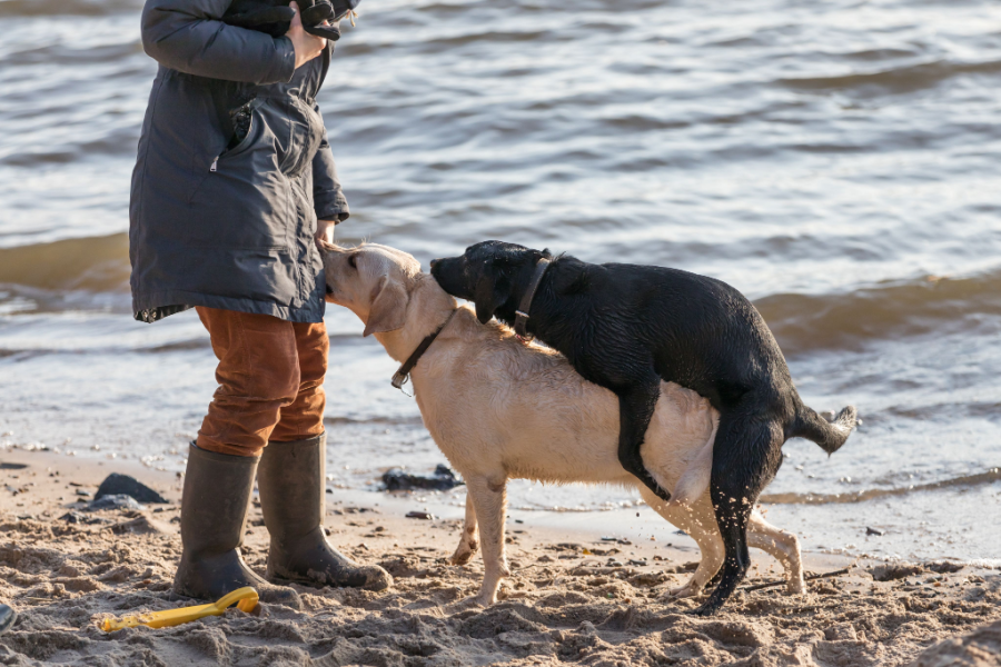 How To Stop A Dog From Humping — 15 Ways To Stop Humping