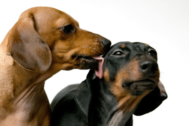 Why Are My Dog's Ears Hot? — Pet Carrier Verdict