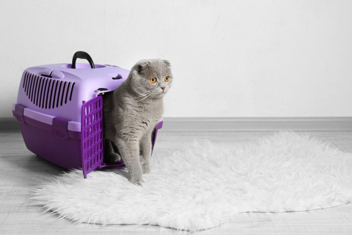 Best Cat Carriers With Litter Boxes — Complete Buyers Guide