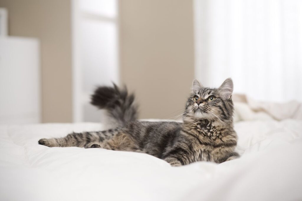 Are Cats Allowed In Hotels? — Pet Carrier Verdict