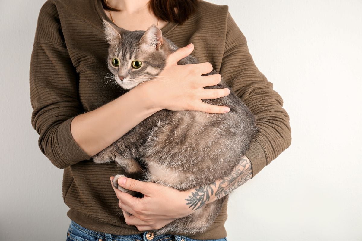 Are Cats Allowed In Hotels Pet Carrier Verdict are-cats-allowed-in-hotels-pet-carrier-verdict