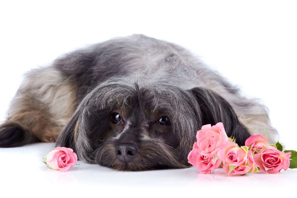 Are Roses Toxic For Dogs? — Poisonous Plant Information