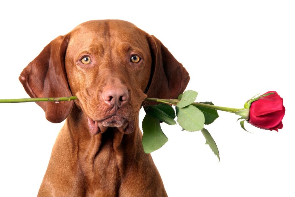 Are Roses Toxic For Dogs? — Poisonous Plant Information