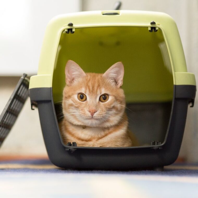 Medicine To Keep Cats Calm During Travels — Pet Carrier Verdict