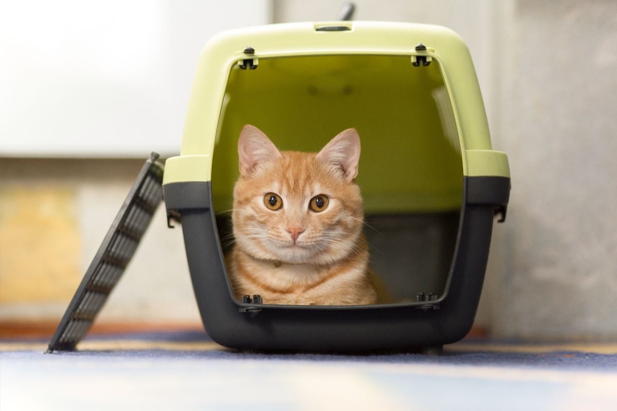 Best Cat Carrier For Two Cats — Pet Carrier Verdict