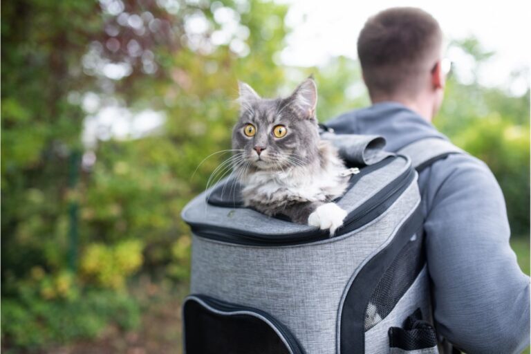 How Long Can A Cat Be In A Cat Backpack — A Complete Guide