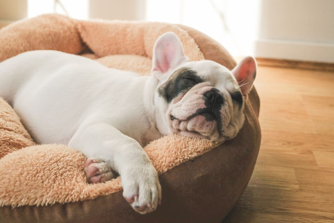 Complete Kirkland Dog Bed Brand Review — Pet Carrier Verdict