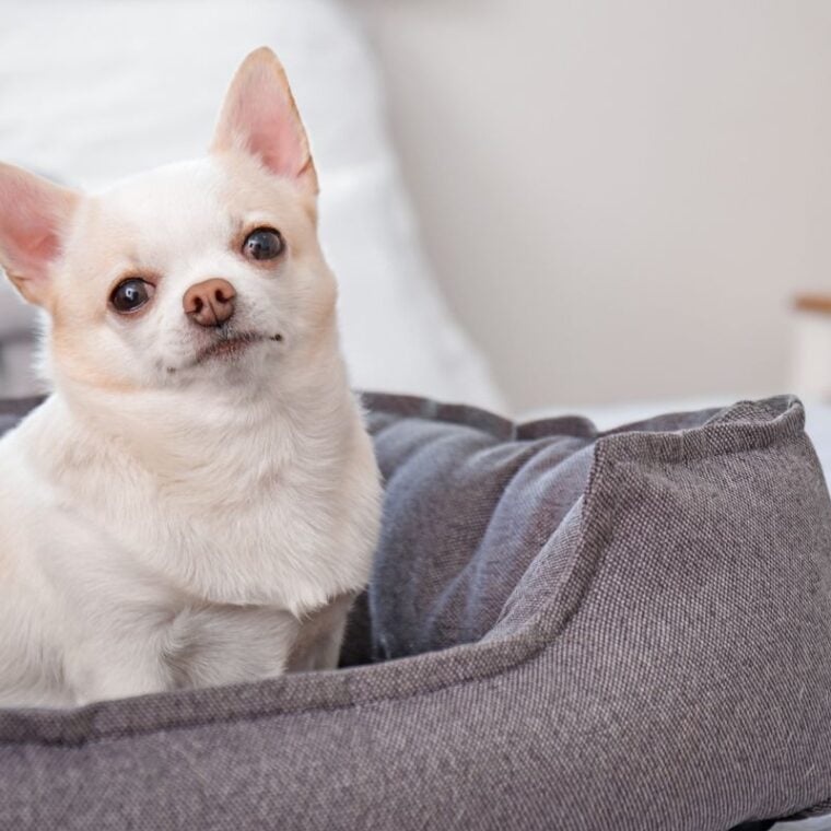 MyPillow Dog Bed Review — Pet Carrier Verdict
