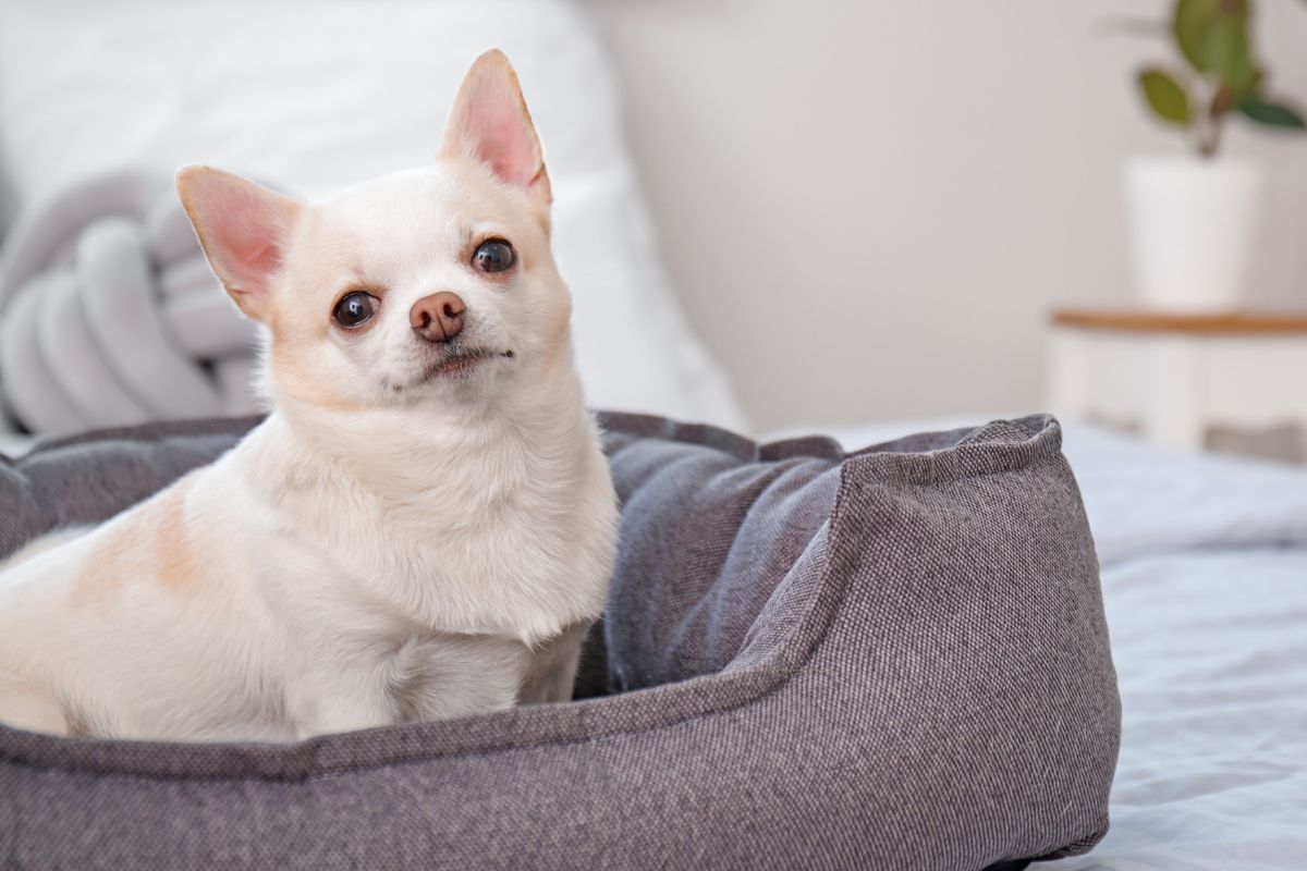 Complete Kirkland Dog Bed Brand Review — Pet Carrier Verdict