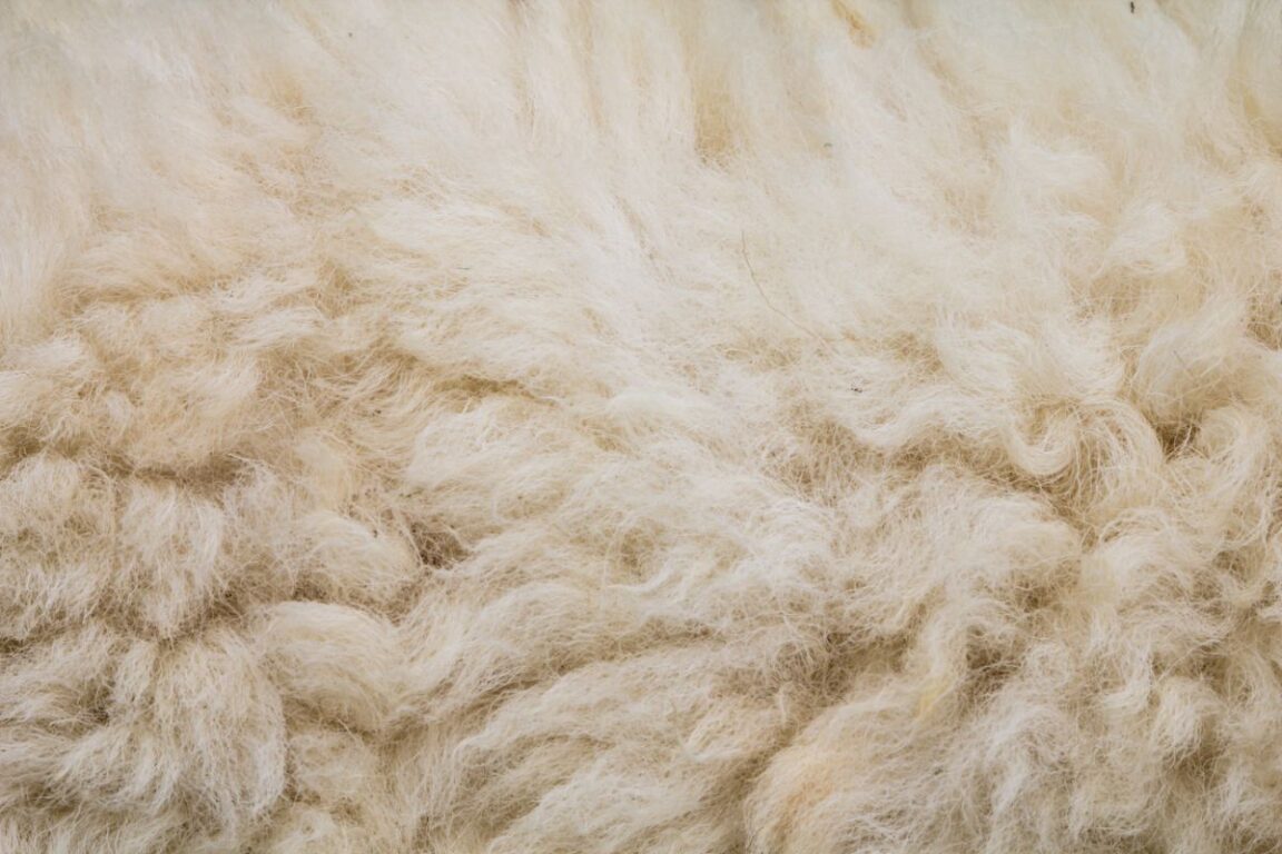 What Do You Line A Pet Carrier With? — Pet Carrier Verdict