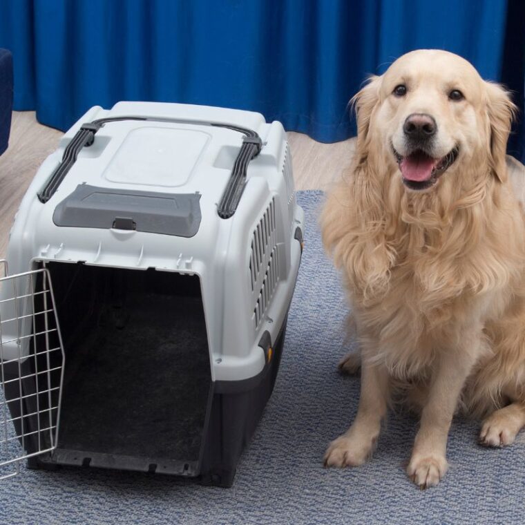 How Long Can A Dog Stay In A Pet Carrier — Complete Guide