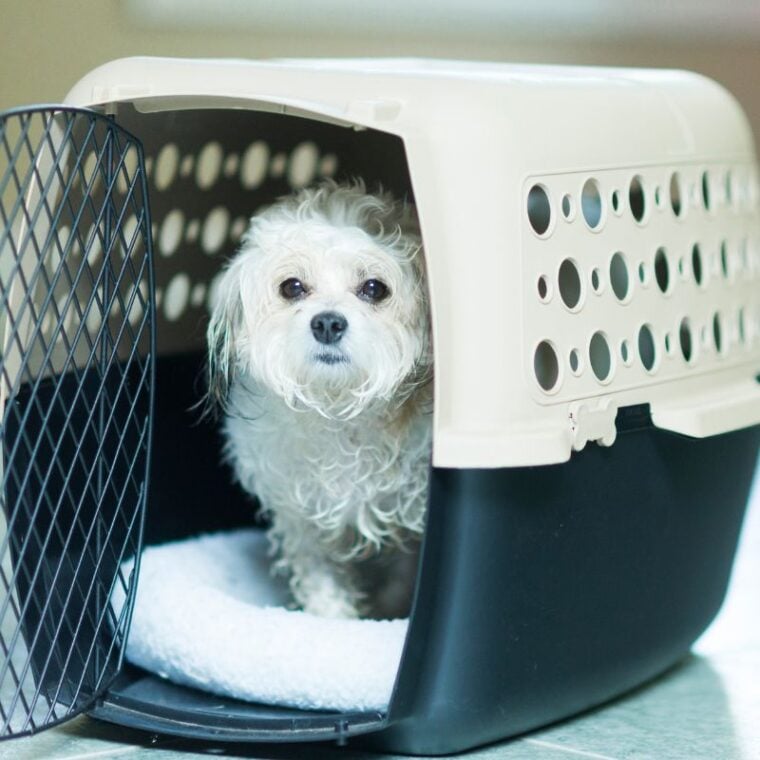 Your Dog Hates Their Crate What To Do — Pet Carrier Verdict