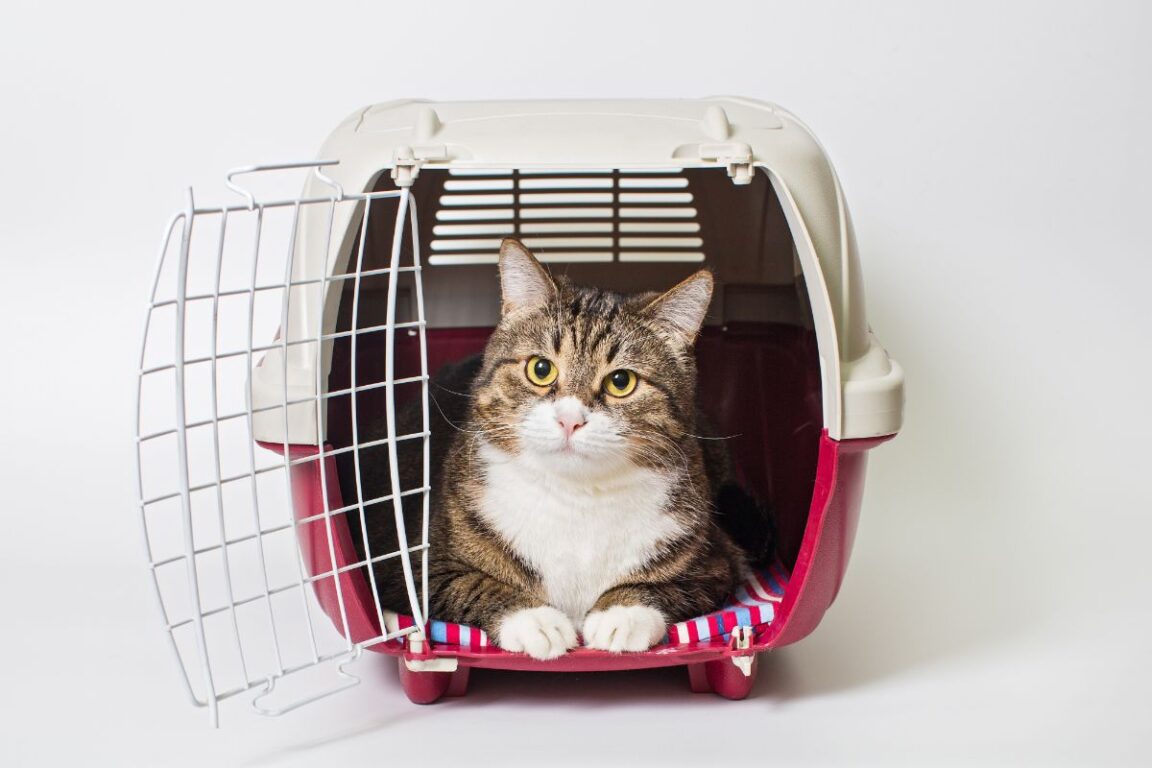 How To Trick A Cat Into A Cat Carrier — Pet Carrier Verdict