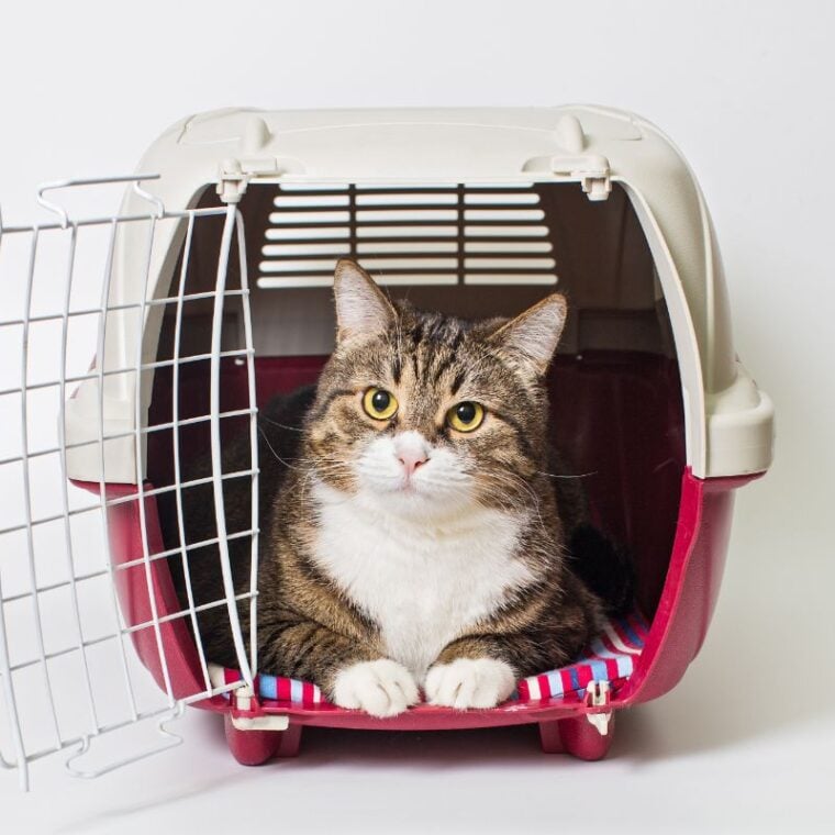 How Long Can A Cat Be In A Cat Backpack — A Complete Guide