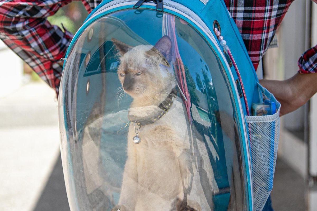 How Long Can A Cat Be In A Cat Backpack — A Complete Guide