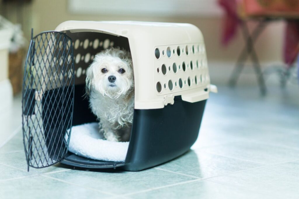 How Long Can A Dog Stay In A Pet Carrier — Complete Guide