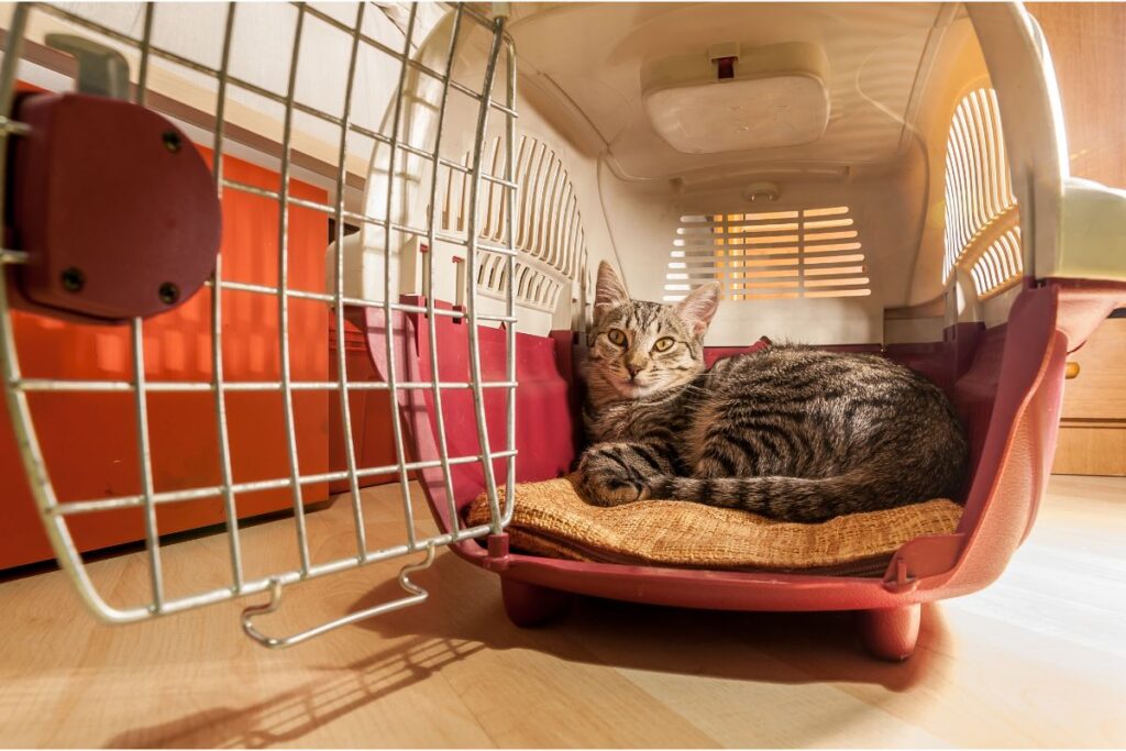 How To Trick A Cat Into A Cat Carrier — Pet Carrier Verdict