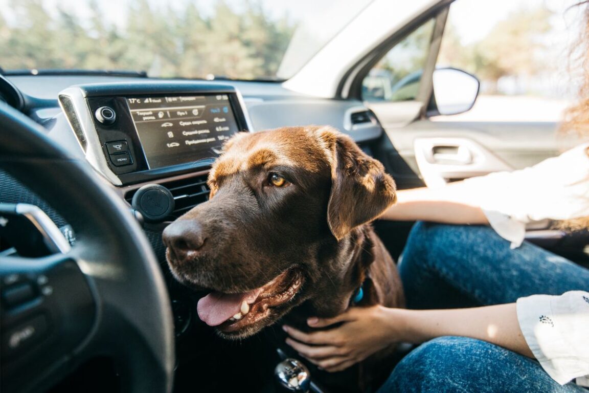 Is It Better To Leave Dog At Home Or In A Car — Complete Guide