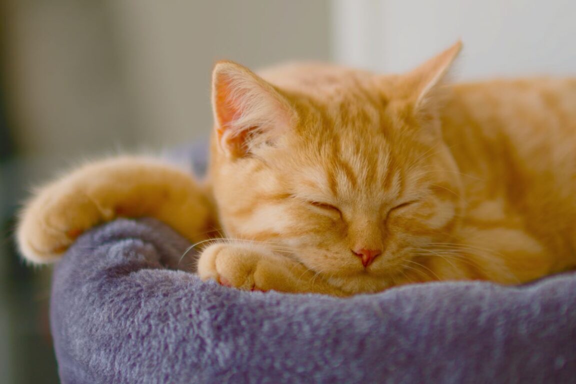 Medicine To Keep Cats Calm During Travels — Pet Carrier Verdict