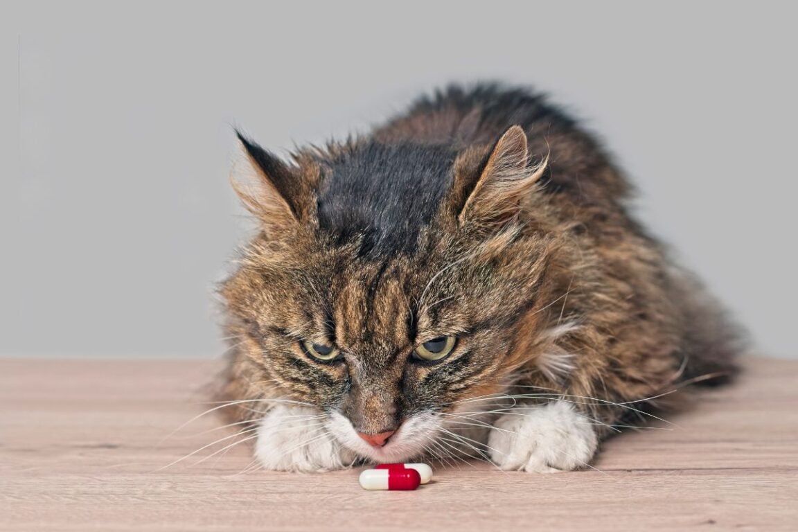 Medicine To Keep Cats Calm During Travels — Pet Carrier Verdict