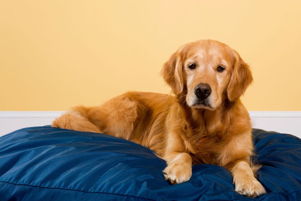 MyPillow Dog Bed Review — Pet Carrier Verdict