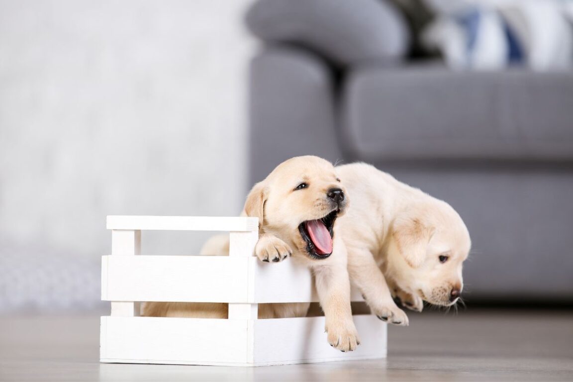 Image showcasing Puppy Crate Training — Best Schedule For New Puppy & FAQ