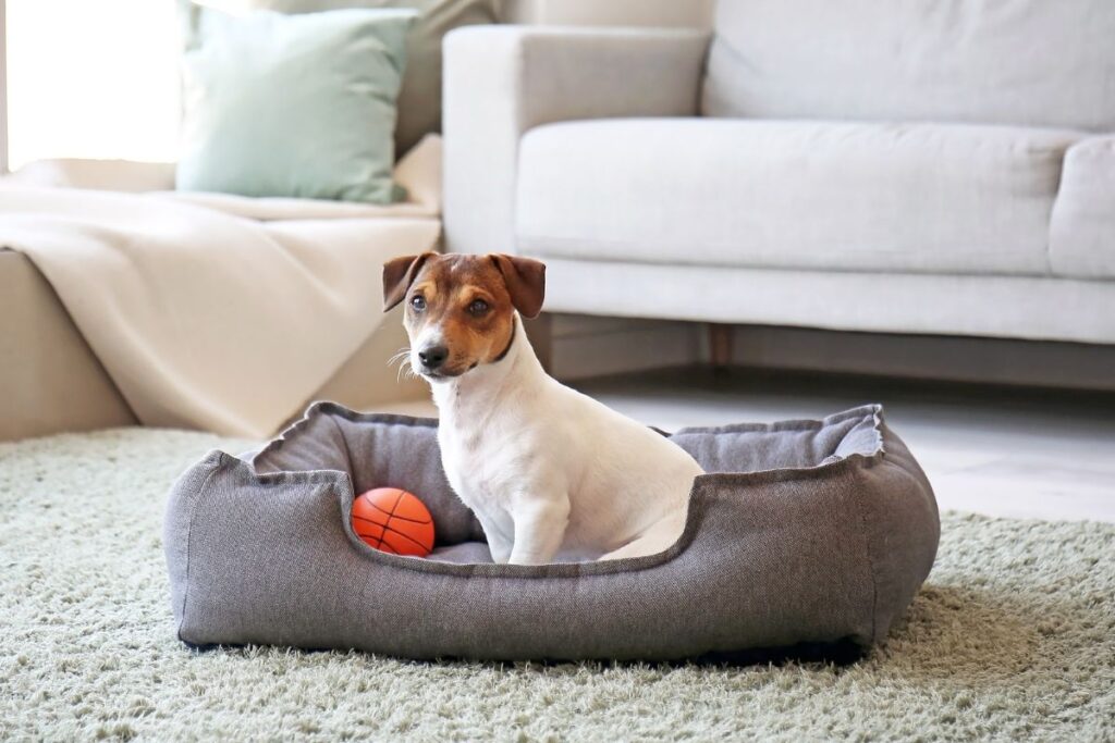 Reviewing The Serta Dog Bed — Pet Carrier Verdict