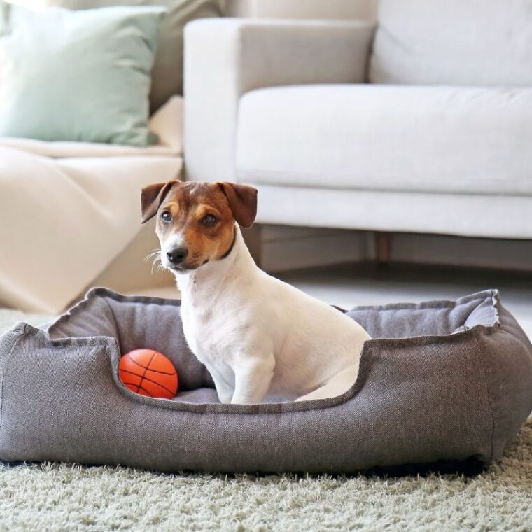Kong Dog Bed Review Ultimate Guide — Pet Carrier Verdict