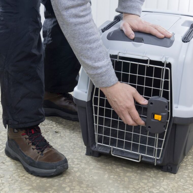 How Do I Calm My Pet In A Carrier — Complete Guide + Great Tips