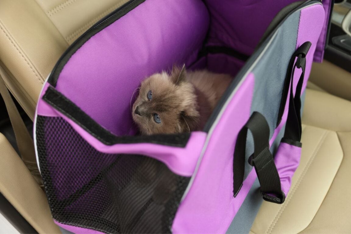 The Best Cat Car Seats For Your Pet — Pet Carrier Verdict