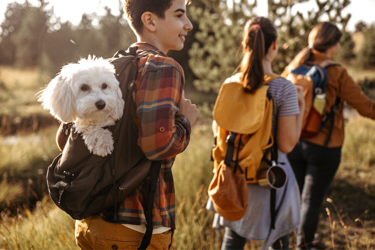 Best Dog Carrier Backpacks For Hiking — Complete Buyers Guide