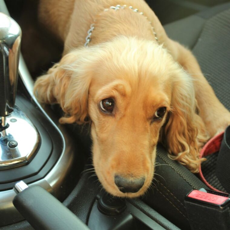 What Calms A Dog While Traveling — Best Strategies & Tools