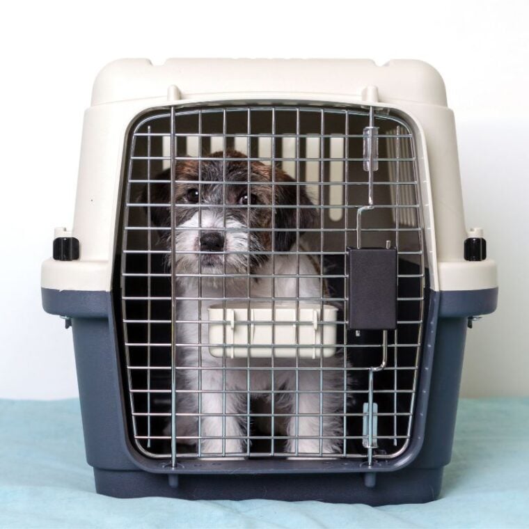 Your Dog Hates Their Crate What To Do — Pet Carrier Verdict