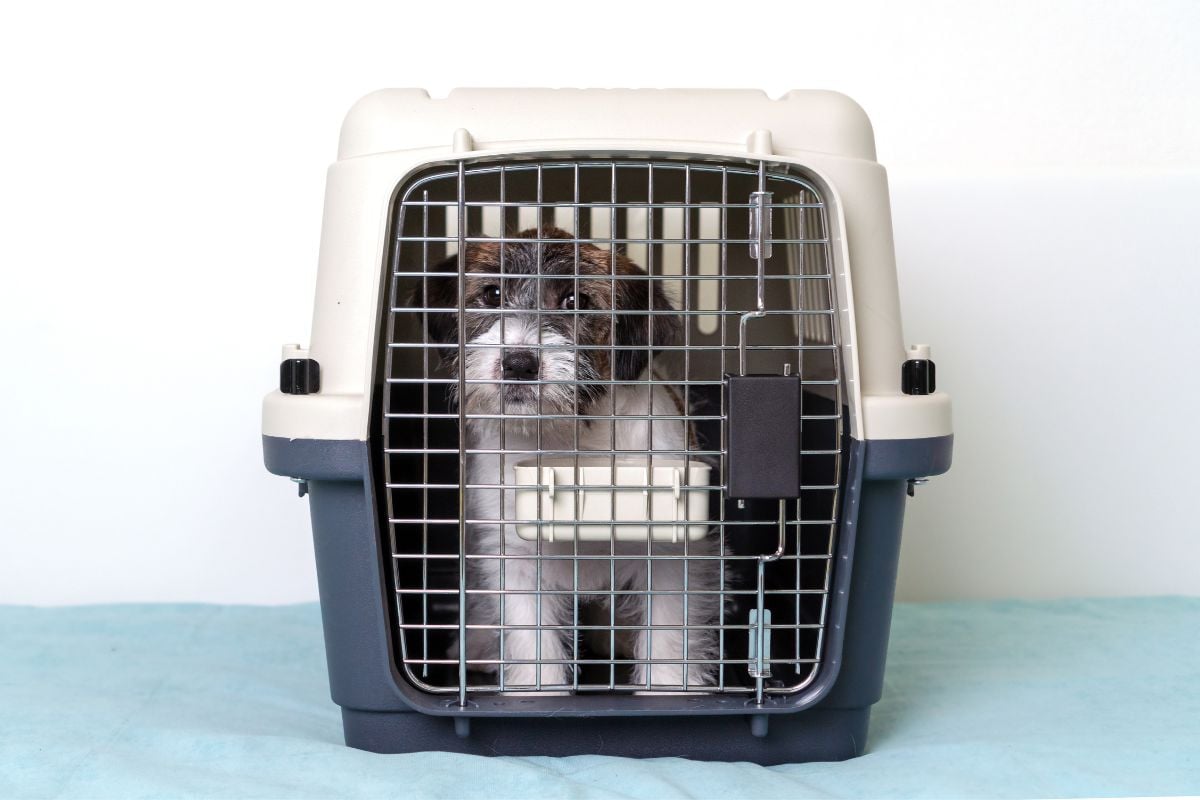 Dog Licking His Crate All The Time — Why & How To Make It Stop