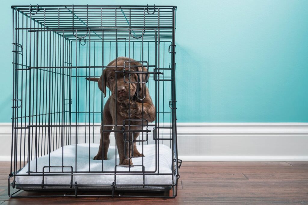 Your Dog Hates Their Crate What To Do — Pet Carrier Verdict