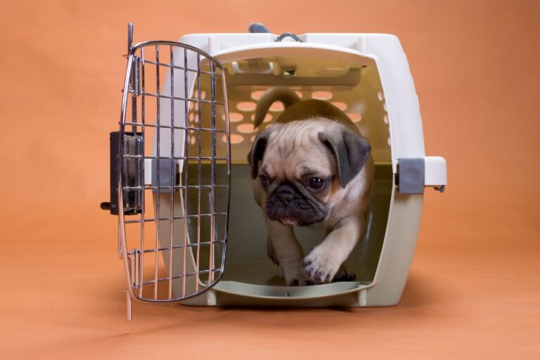 Your Dog Hates Their Crate What To Do — Pet Carrier Verdict