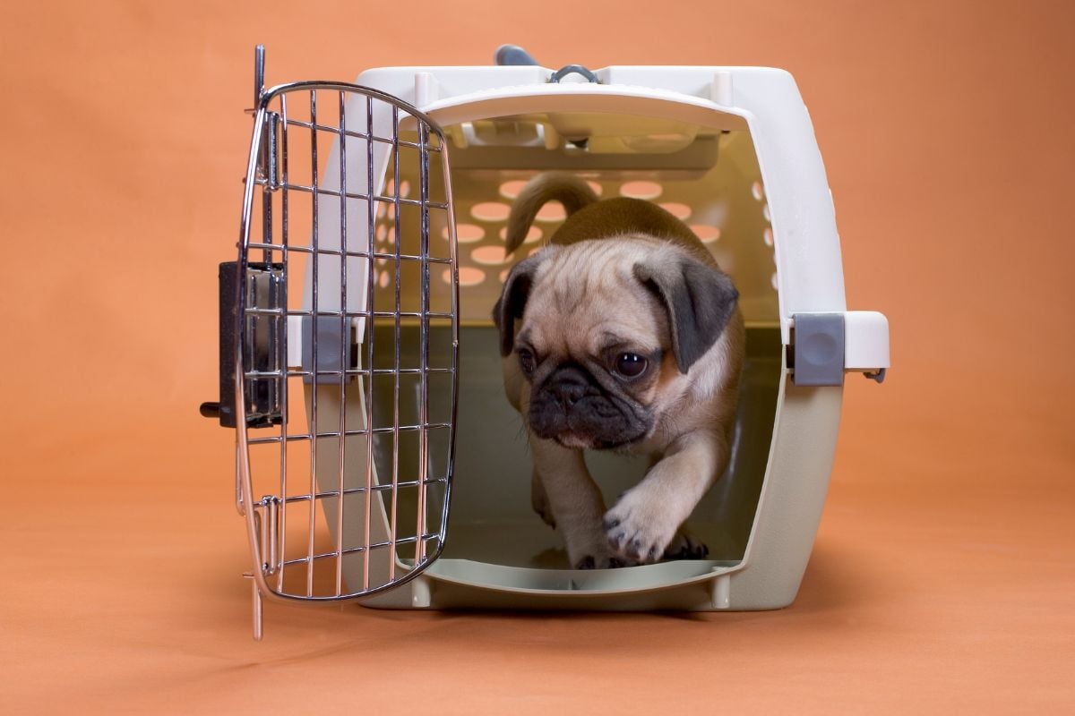 Your Dog Hates Their Crate What To Do — Pet Carrier Verdict