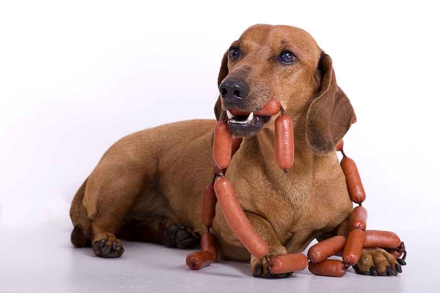 4 Reasons Dogs Should Not Eat Pepperoni — Risks & Alternatives