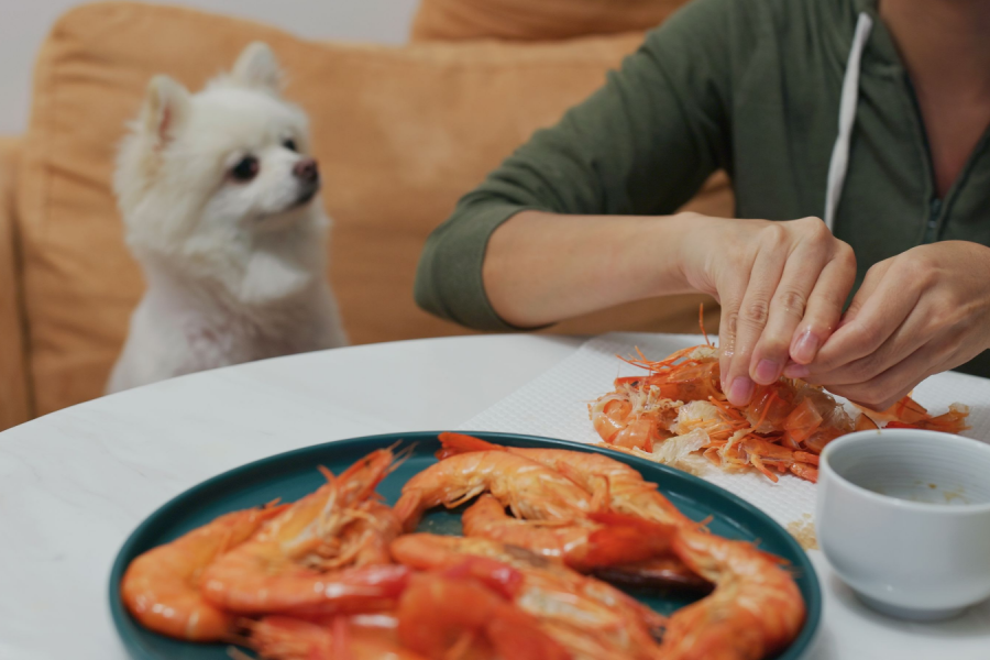 Can Dogs Eat Shrimp? — Benefits & Risks Of Shrimp For Dogs