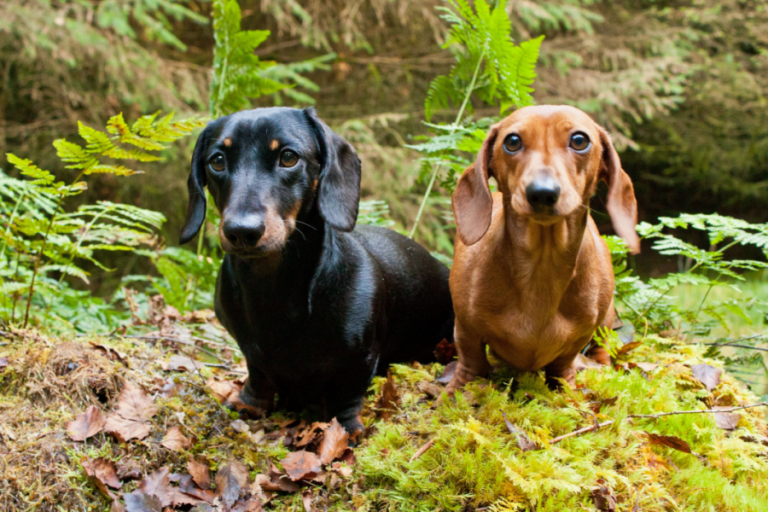 10 Small Dog Breeds With Short Hair — Pet Carrier Verdict