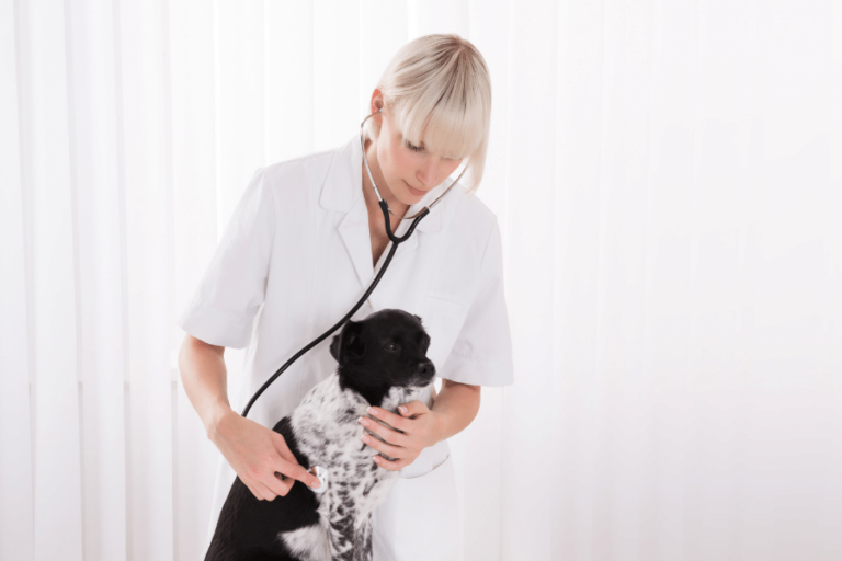 Can I Treat My Dog's Ear Infection At Home? — Pet Carrier Verdict