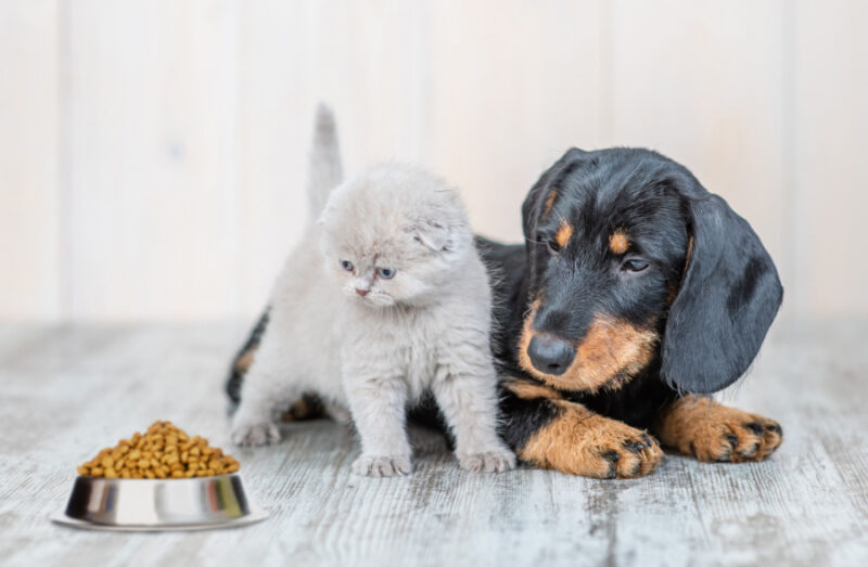 Why Do Dogs Eat Cat Poop? — Pet Carrier Verdict