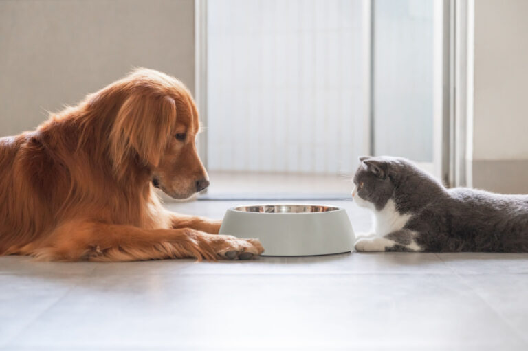 Why Do Dogs Eat Cat Poop? — Pet Carrier Verdict