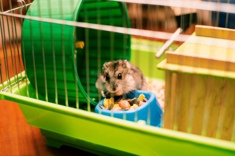 How To Choose The Best Hamster Carrier — Pet Carrier Verdict